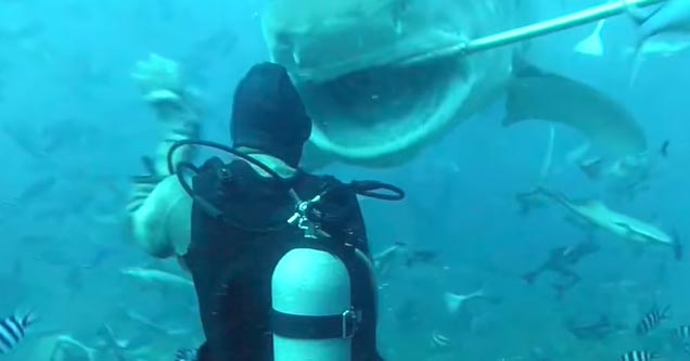 huge tiger shark trying to bite a diver