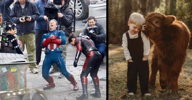 the cast of avengers laughing and a cow licking a young boy