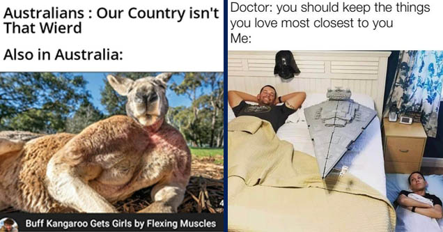 fauna - Australians Our Country isn't That Wierd Also in Australia Buff Kangaroo Gets Girls by Flexing Muscles | leg - Doctor you should keep the things you love most closest to you Me Co th Ide Cases