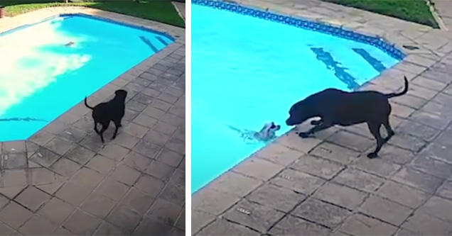 Photo of dog helping small dog out of pool