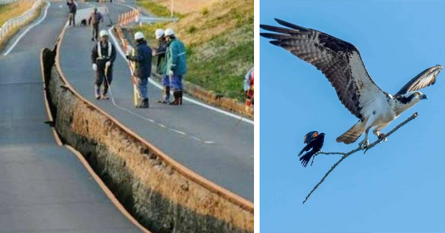 photo - road split in japan earthquake photo - eagle carrying starling on branch