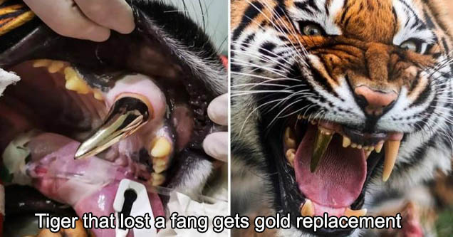 gold tooth tiger - Tiger that lost a fang gets gold replacement