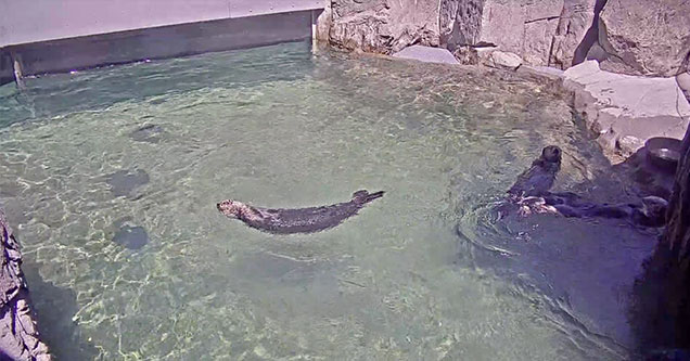 Twitch Otters get popular in polls hot tubs and beaches category