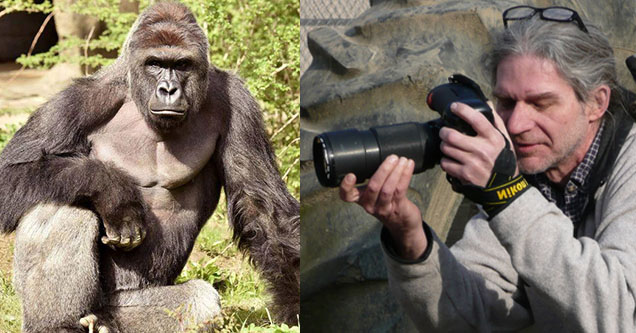 Harambe the Gorilla and Jeff McCurry his photographer