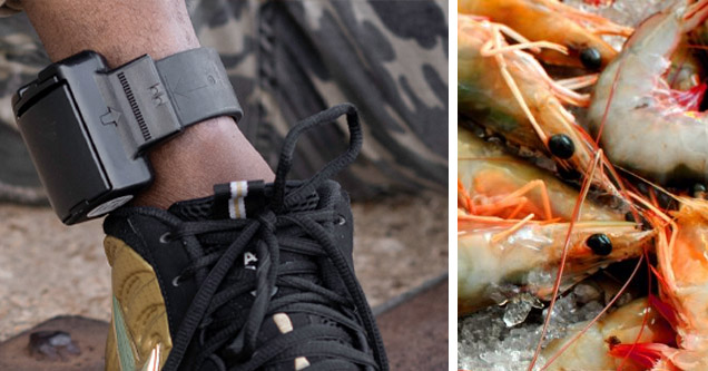 photo - ankle bracelet photo - shrimp