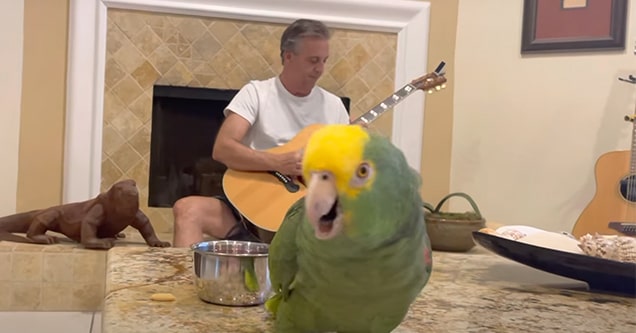 parrot sings free bird