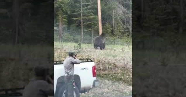 Park Ranger disperses grizzly bear using rubber bullets in Yellowstone National Park