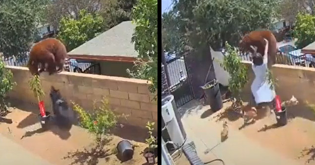 a brown bear on a fence with dogs barking and a woman pushing it off