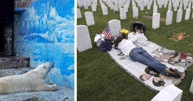 photo - polar bear looking at ice mural photo - widowed mother laying at husbands grave