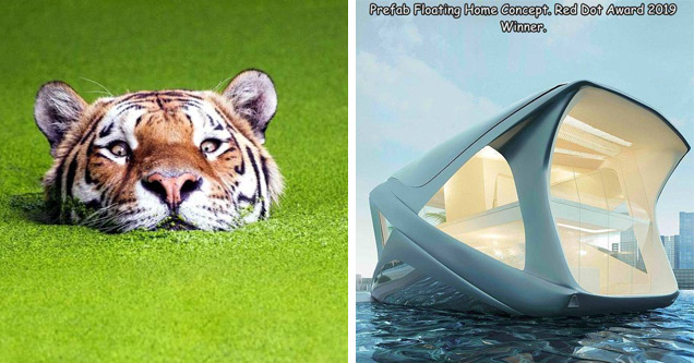 a tiger in mossy water and a cool floating tent house