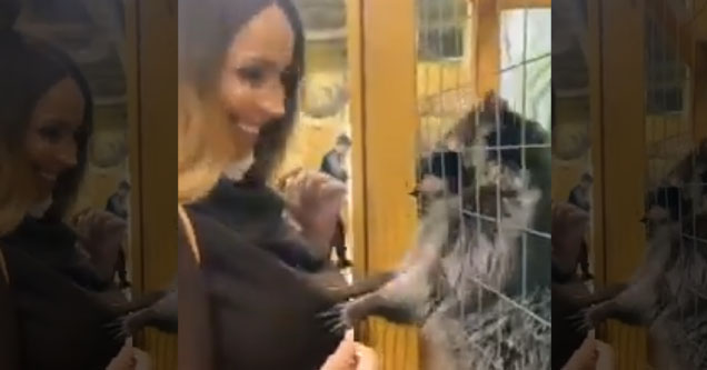 Raccoon gropes attractive lady