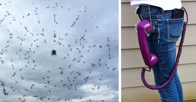 photo - mosquitos afraid of spider photos - pocket corded phone