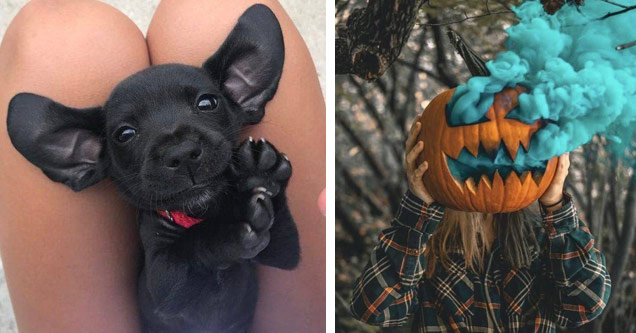 an adorable puppy and a pumpkin with blue smoke coming out of it