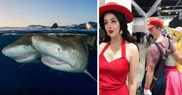 1 up girl | Sharks