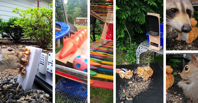 creezy rube goldberg machine feeding squirrels