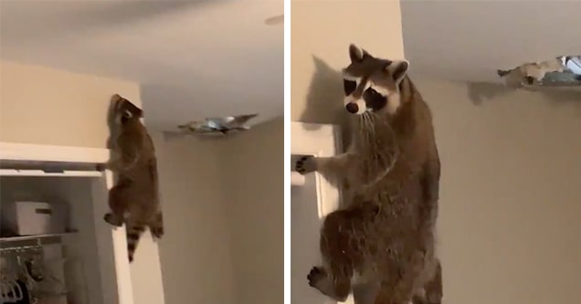 raccoon falls through ceiling