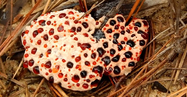 bleeding tooth fungus