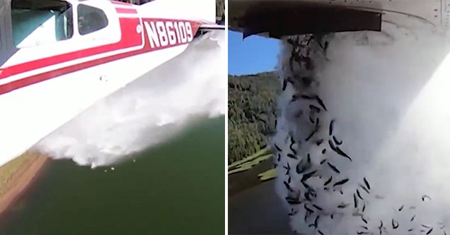 video of an airplane dropping thousands of fish over a lake in Utah