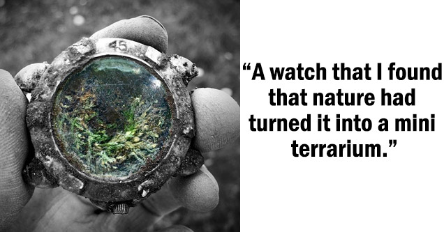 a watch with a mini ecosystem that formed over time