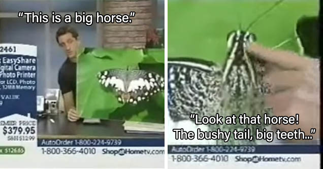 QVC host talks about photo of moth, but describes horse