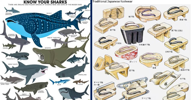 know your sharks | japanse sadal types