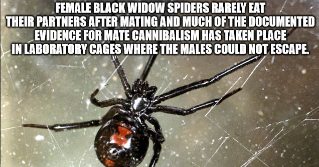 black widow spider