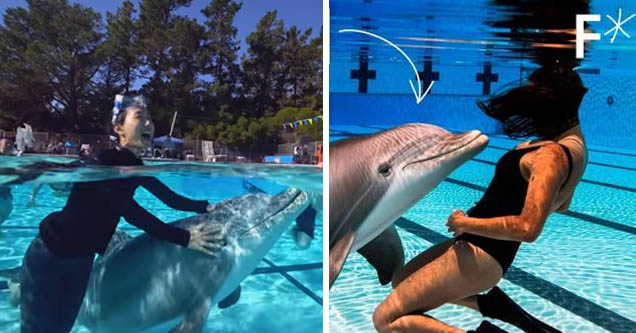 Robot dolphin being demo-ed at a pool