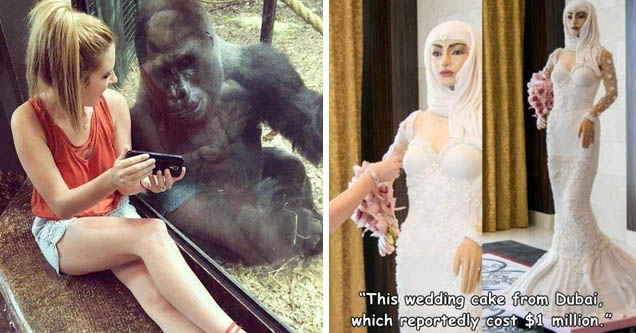 Girl shows phone to gorilla | dubai wedding cake