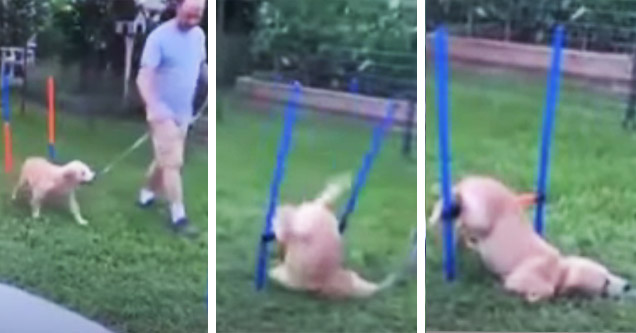 Dog Faceplants Obstacle, Loses Will to Live