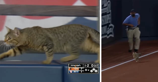 cat at yankees stadium