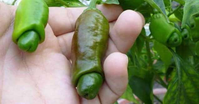 How to Get Your Junk to Stop Stinging From Jalapeño Burn