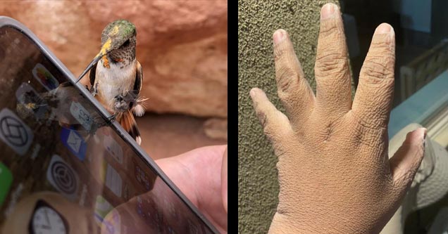 a tiny hummingbird chilling on a phone and a hand all wilted from water