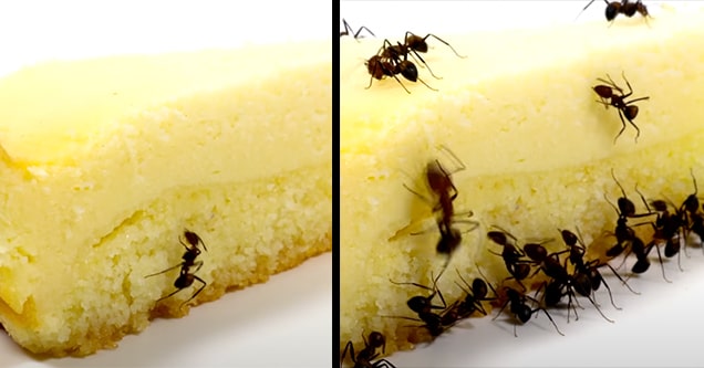 Time Lapse Of Ants Eating Cheesecake Weirdly Satisfying To Watch Wtf