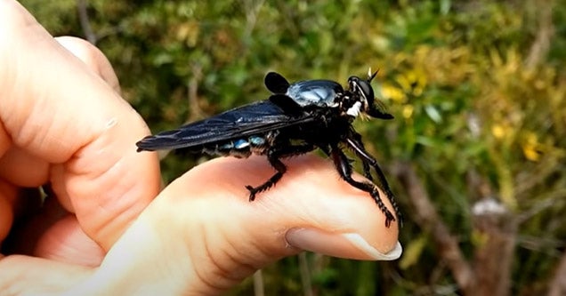 a blue robber fly