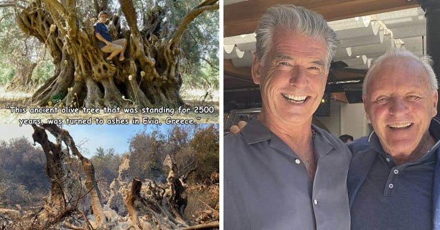 Pierce Brosnan & Anthony Hopkins | Euboea - This ancient olive tree that was standing for 2500 years, was turned to ashes in Evia, Greece.