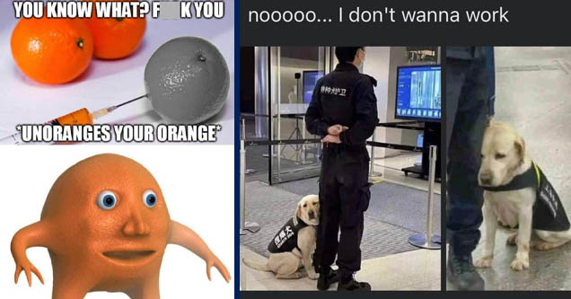 You Know What?F Kyou Unoranges Your Orange | dog - nooooo... I don't wanna work Re fod