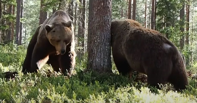 two massive grizzly bears fighting in woods