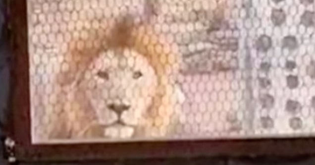 lion outside door