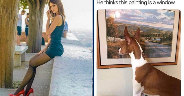 Dress | dog thinks painting is window - He thinks this painting is a window