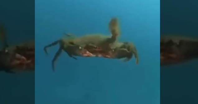 crab swimming underwater