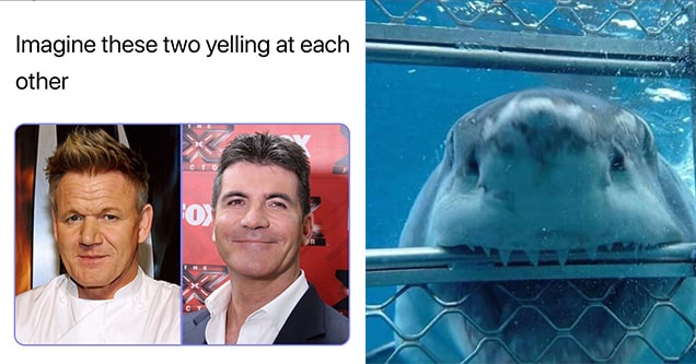 gordon ramsay meme and shark