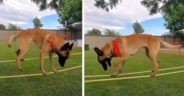 dog balancing on ropes