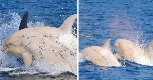 a white orca with scratches on it