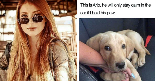 blond | dog memes - This is Arlo, he will only stay calm in the car if I hold his paw.