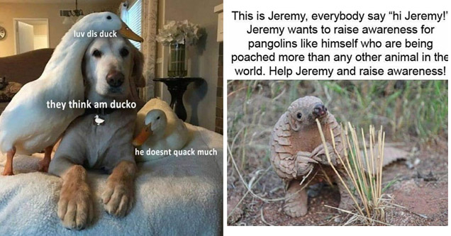 28 Funny Memes That are Utterly Wholesome - Feels Gallery