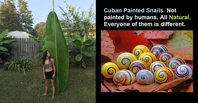 a woman next to a huge leaf and painted shells