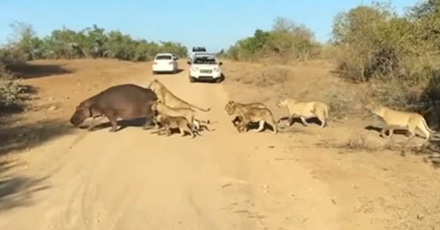 Hippo unphased by lions