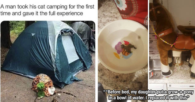 took my cat camping - A man took his cat camping for the first time and gave it the full experience | horse - Quem Rops