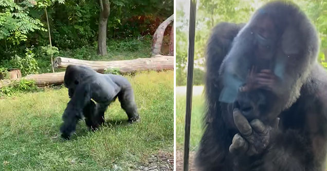 pissed off gorilla give zoo patrons the middle finger