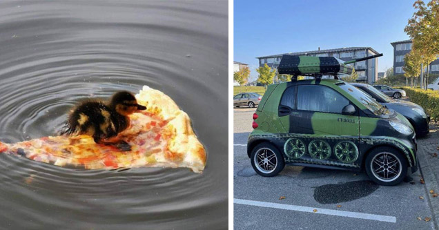 a duckling on a piece of pizza and a tank car